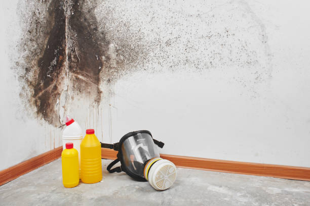  Rosharon, TX Mold Removal Pros