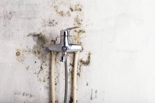 Certified Mold Removal in Rosharon, TX
