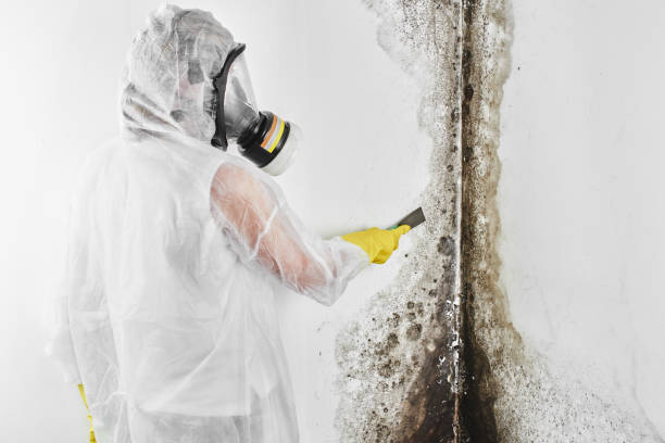 Best Mold Removal Company Near Me  in Rosharon, TX