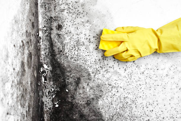 Best Commercial Mold Removal  in Rosharon, TX