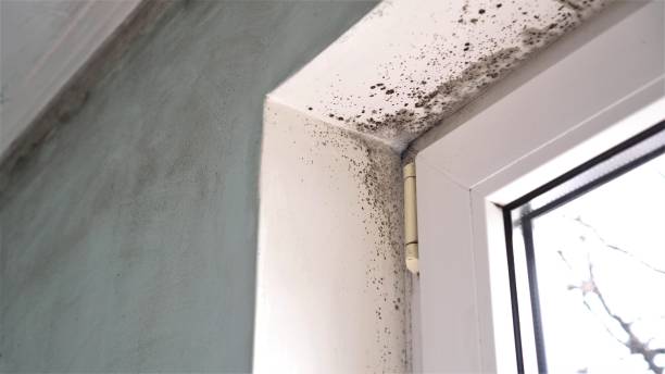 Professional Mold Removal in Rosharon, TX