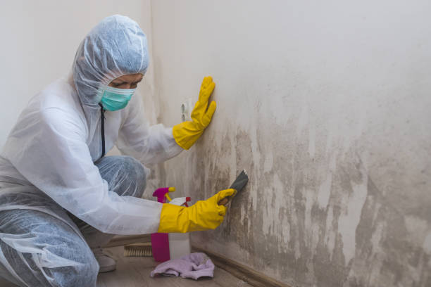Best Affordable Mold Removal  in Rosharon, TX