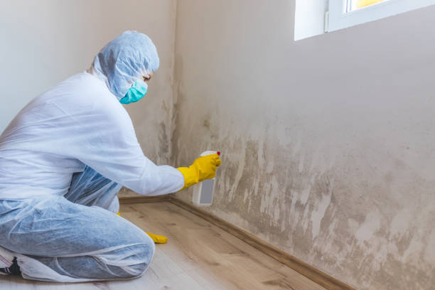 Best Attic Mold Removal  in Rosharon, TX