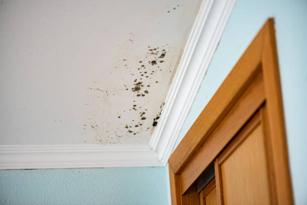 Best Mold Testing and Removal  in Rosharon, TX