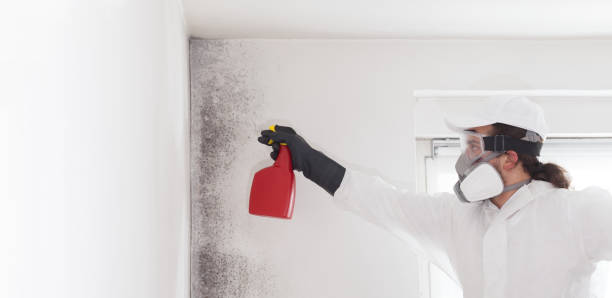 Best Residential Mold Removal  in Rosharon, TX