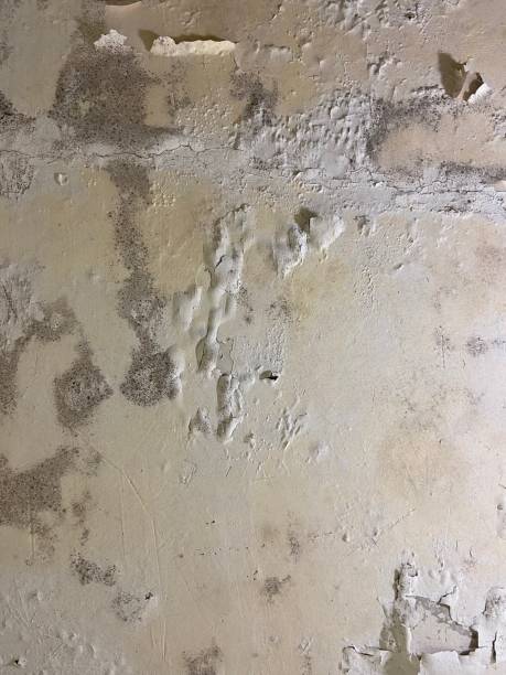 Water Damage Restoration in Rosharon, TX