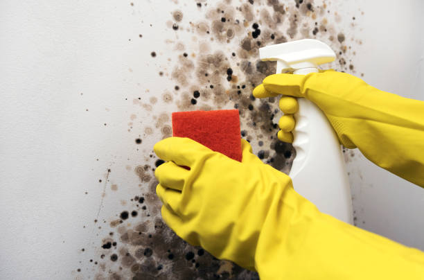 Best Local Mold Removal Service  in Rosharon, TX