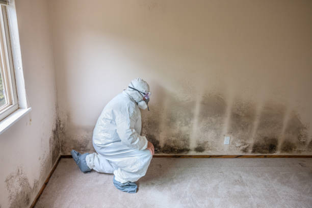 Best Professional Mold Removal  in Rosharon, TX