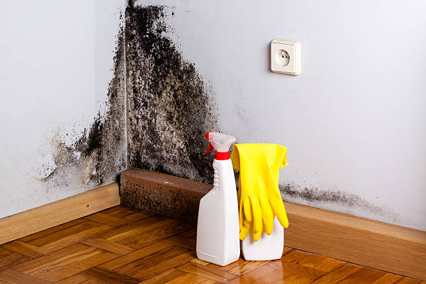 Best Office Mold Removal Services  in Rosharon, TX