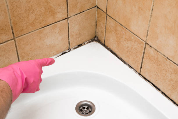 Best Mold Damage Repair  in Rosharon, TX