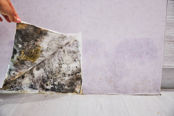 Best Black Mold Removal  in Rosharon, TX